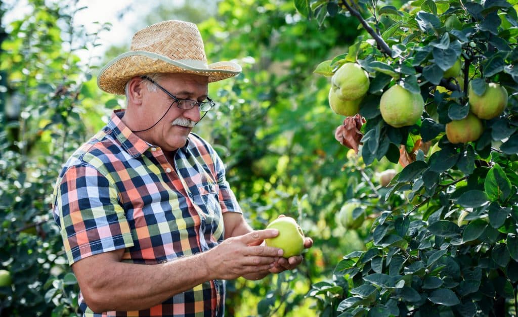 Orcharding. Farmer picking apple quince. Hobbies and leisure, agricultural concept