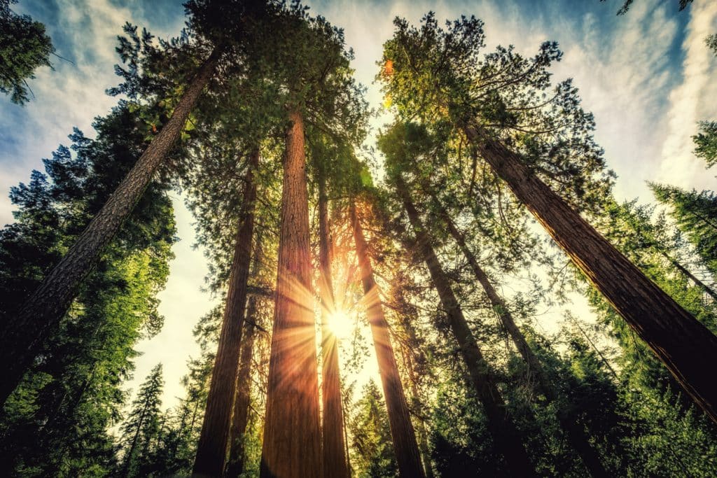 Tall Forest of Sequoias