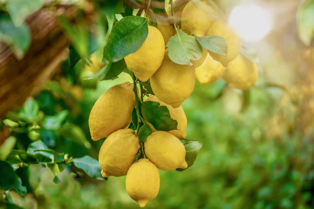 Lemons growing in summer sunshine