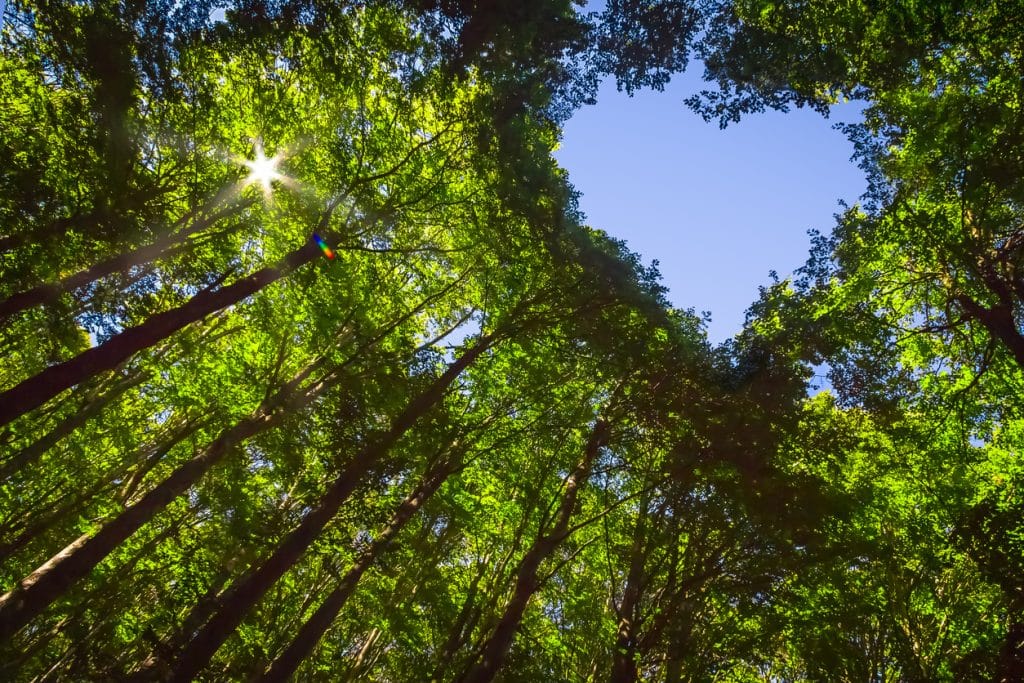 The Canopy of this Forest has a Heart Shaped Hole showing Blue Sky