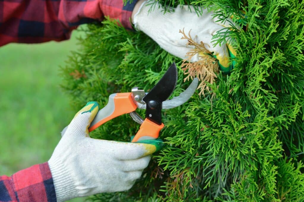 pruning dry branches